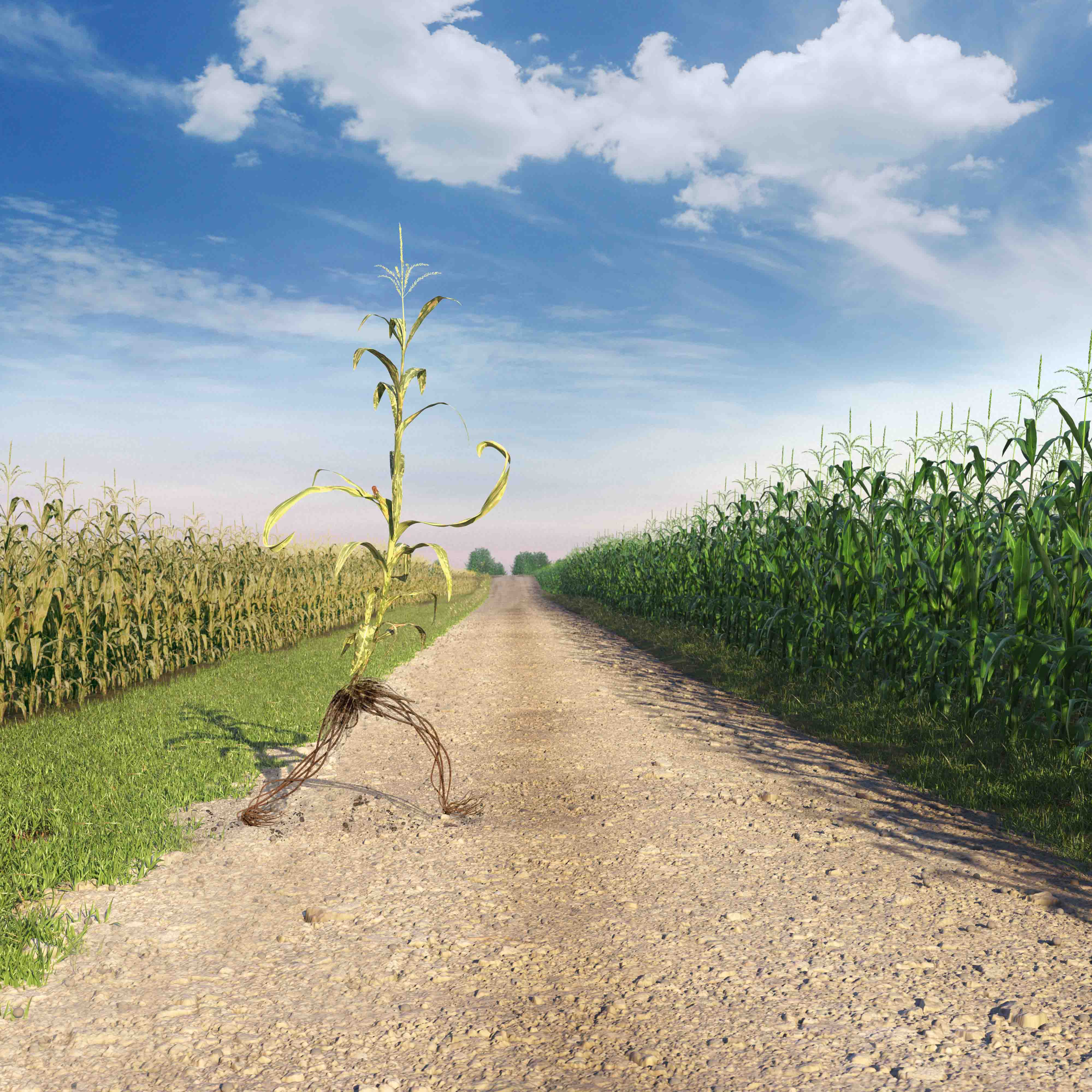 A corn plant walking from a diseased field to a healthy field magazine ad