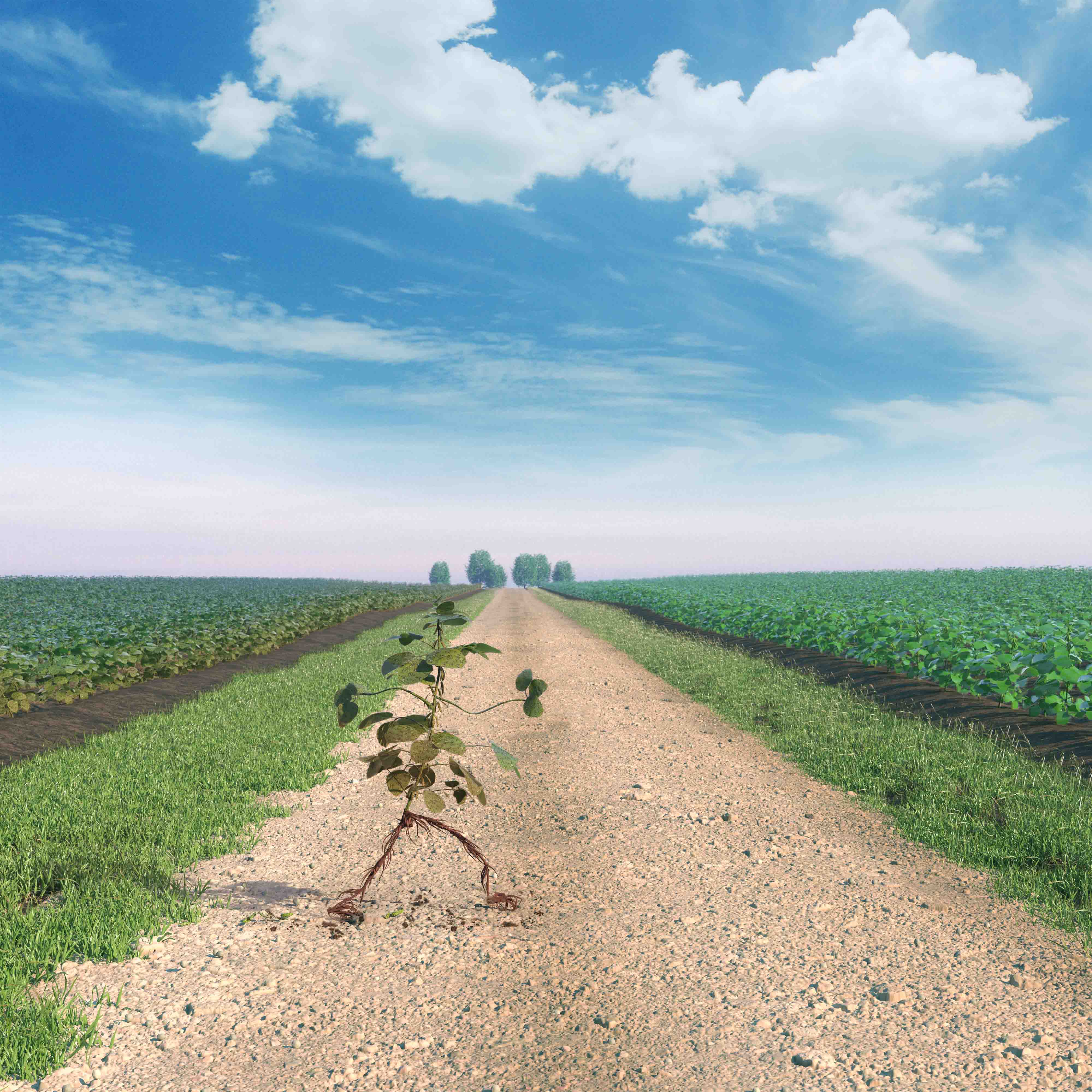 Corn plant crossing a dirt road walking from a diseased field to a healthy field.